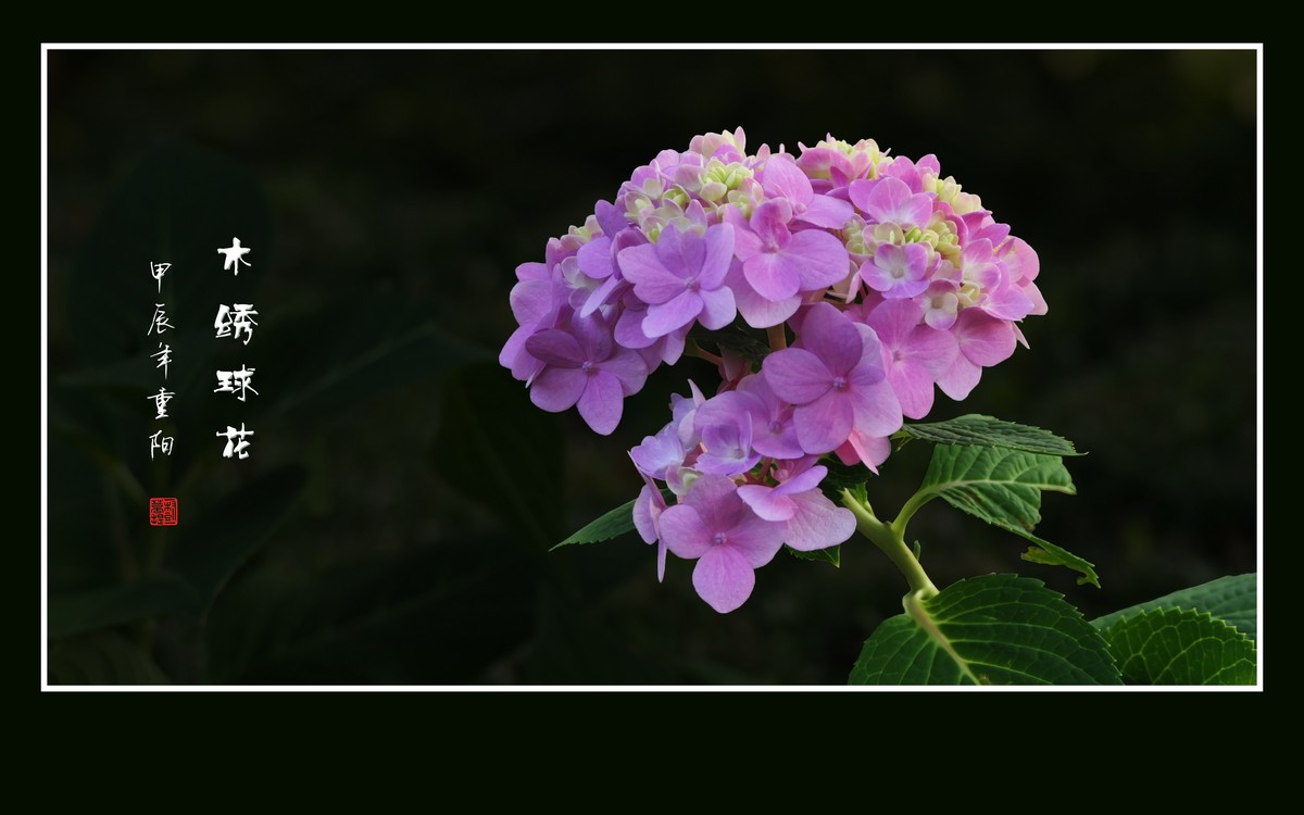 花团锦簇的木绣球花