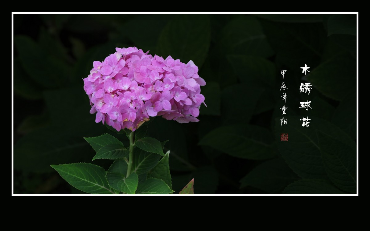 花团锦簇的木绣球花