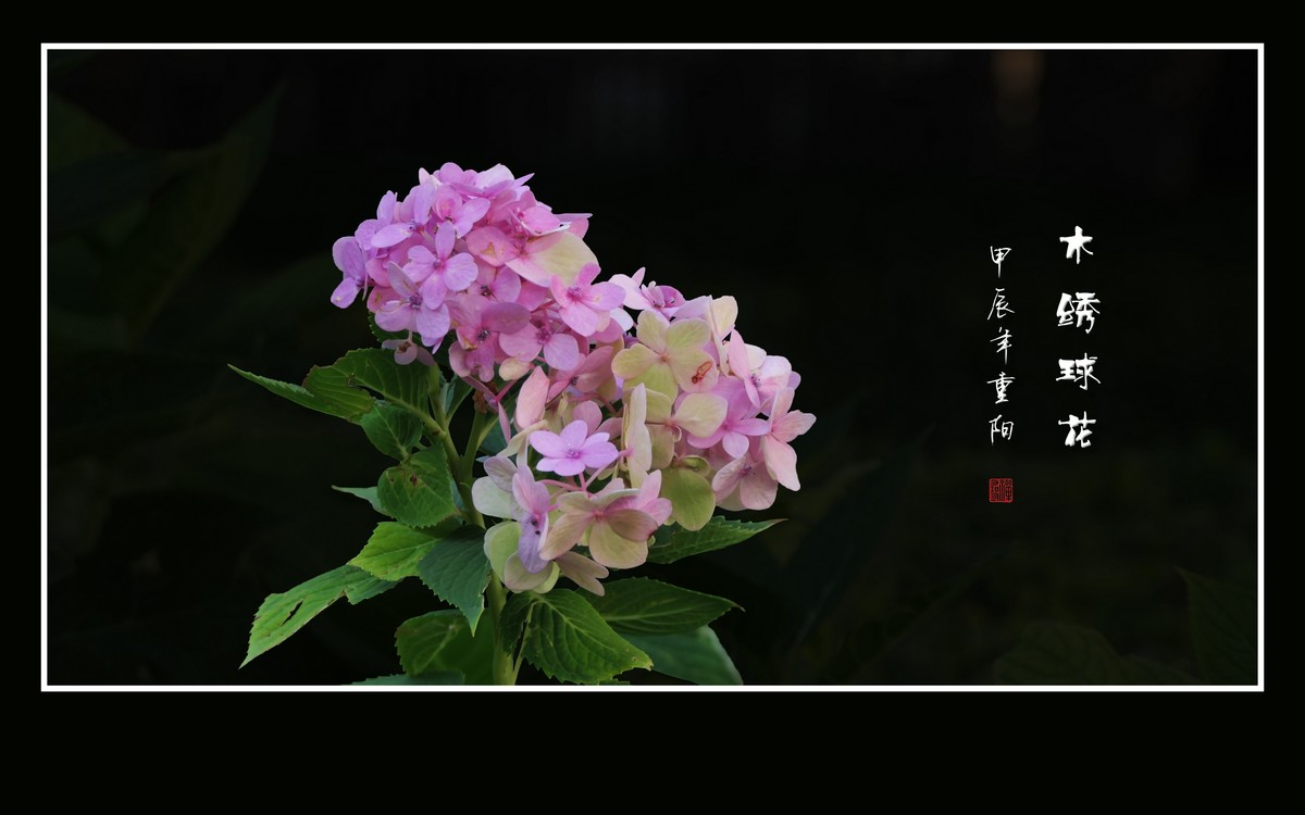 花团锦簇的木绣球花