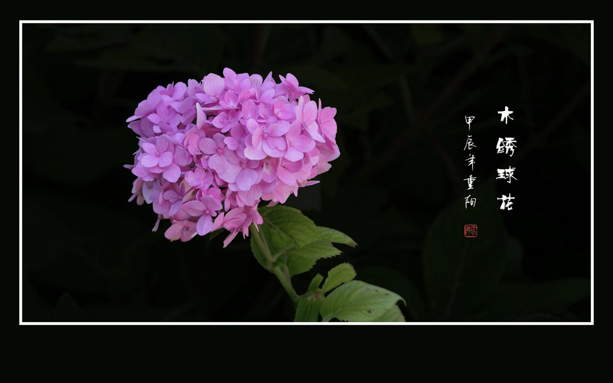 花团锦簇的木绣球花