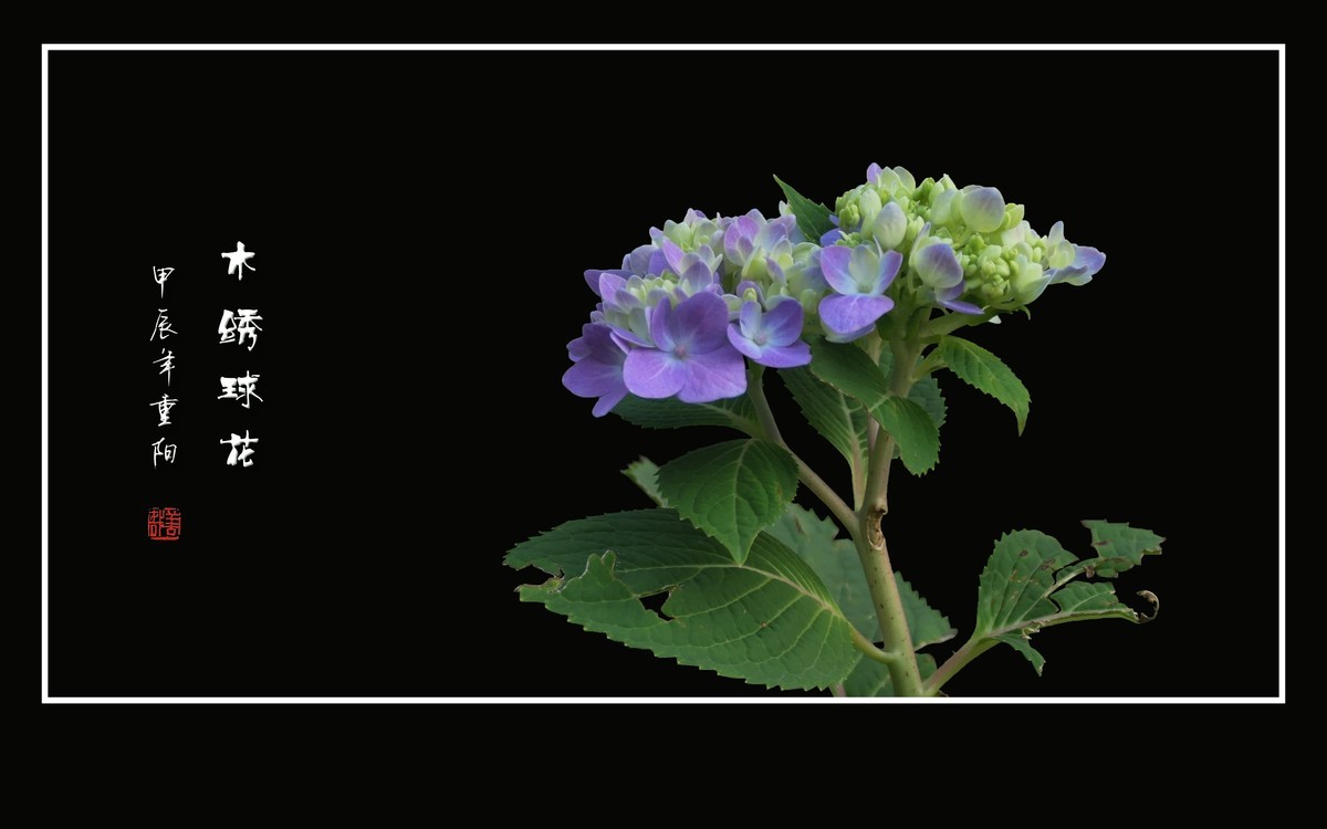 花团锦簇的木绣球花