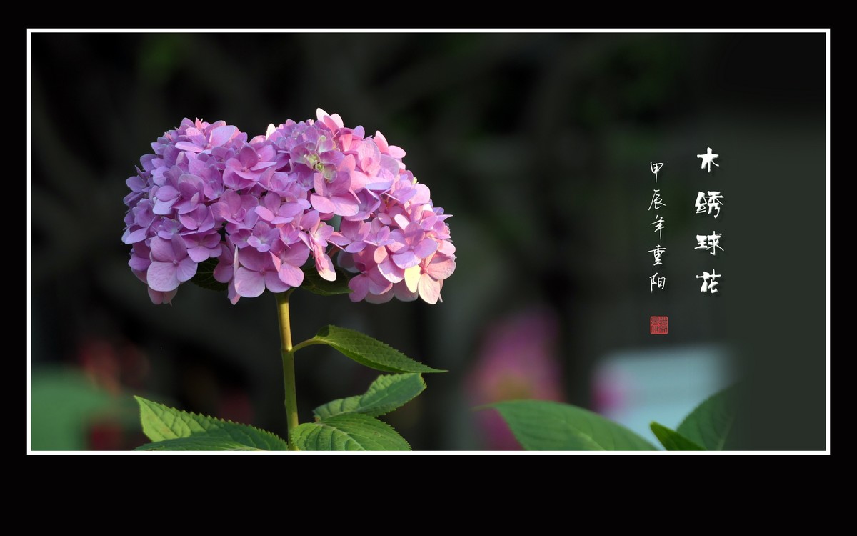 花团锦簇的木绣球花