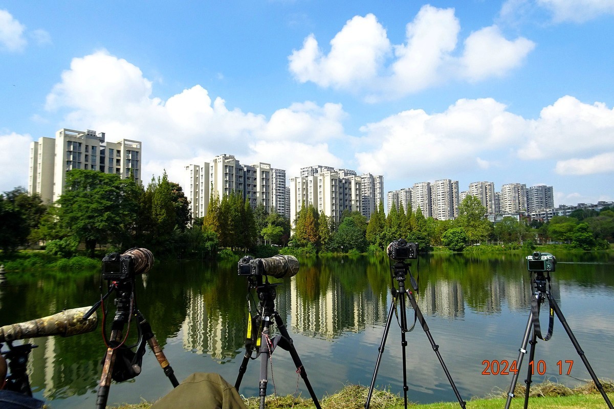 交大犀浦校区拍鱼鹰