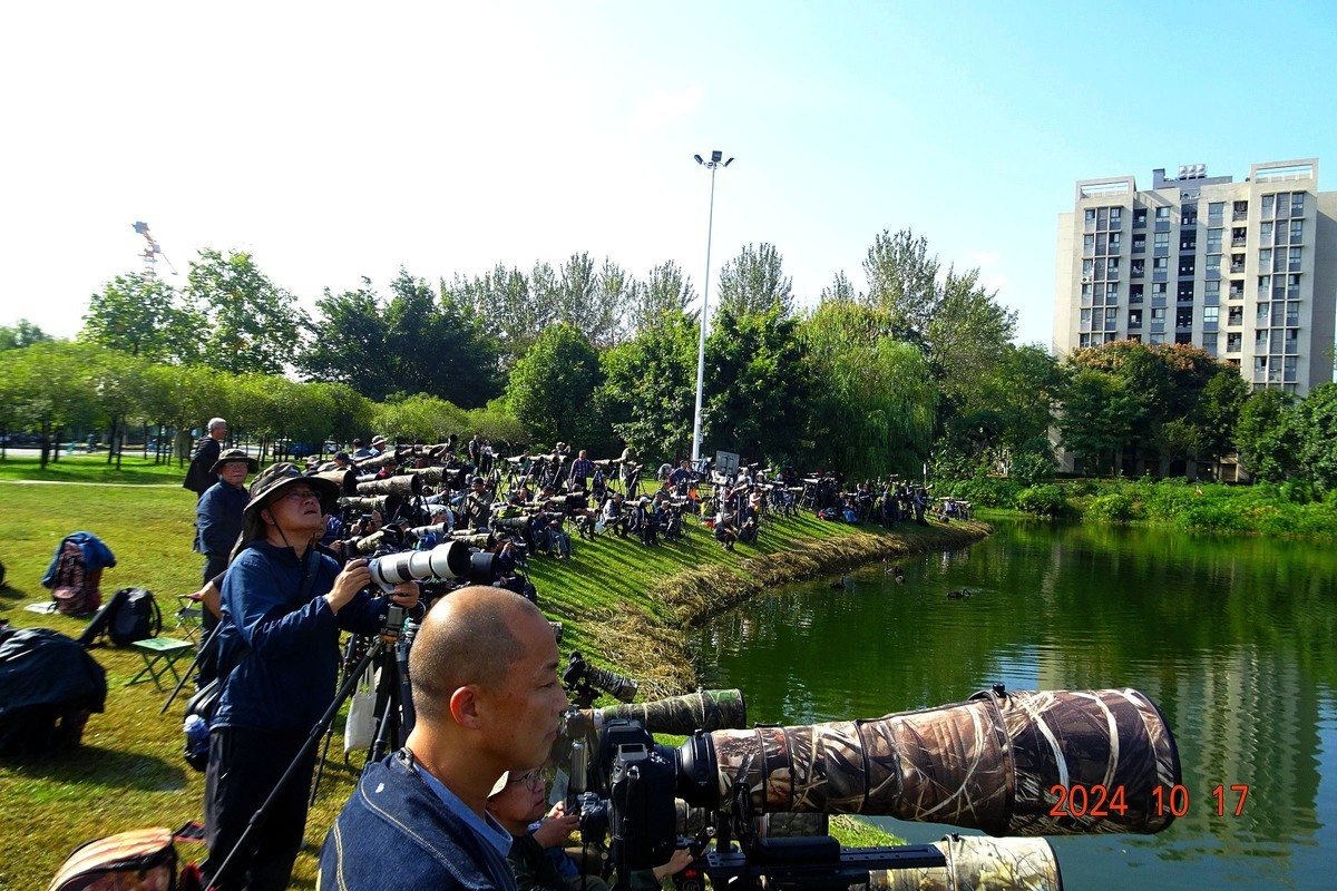 交大犀浦校区拍鱼鹰