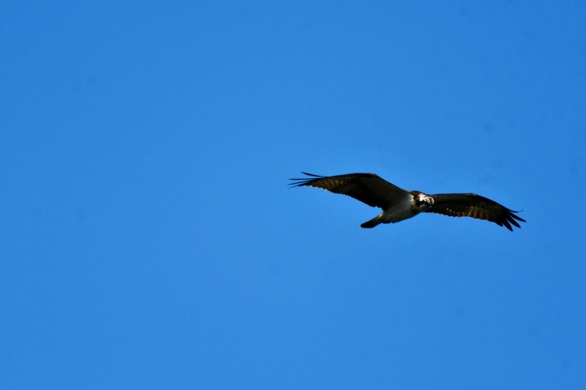 交大犀浦校区拍鱼鹰
