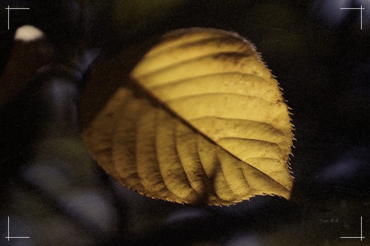 秋色斑斓 脚下留情！