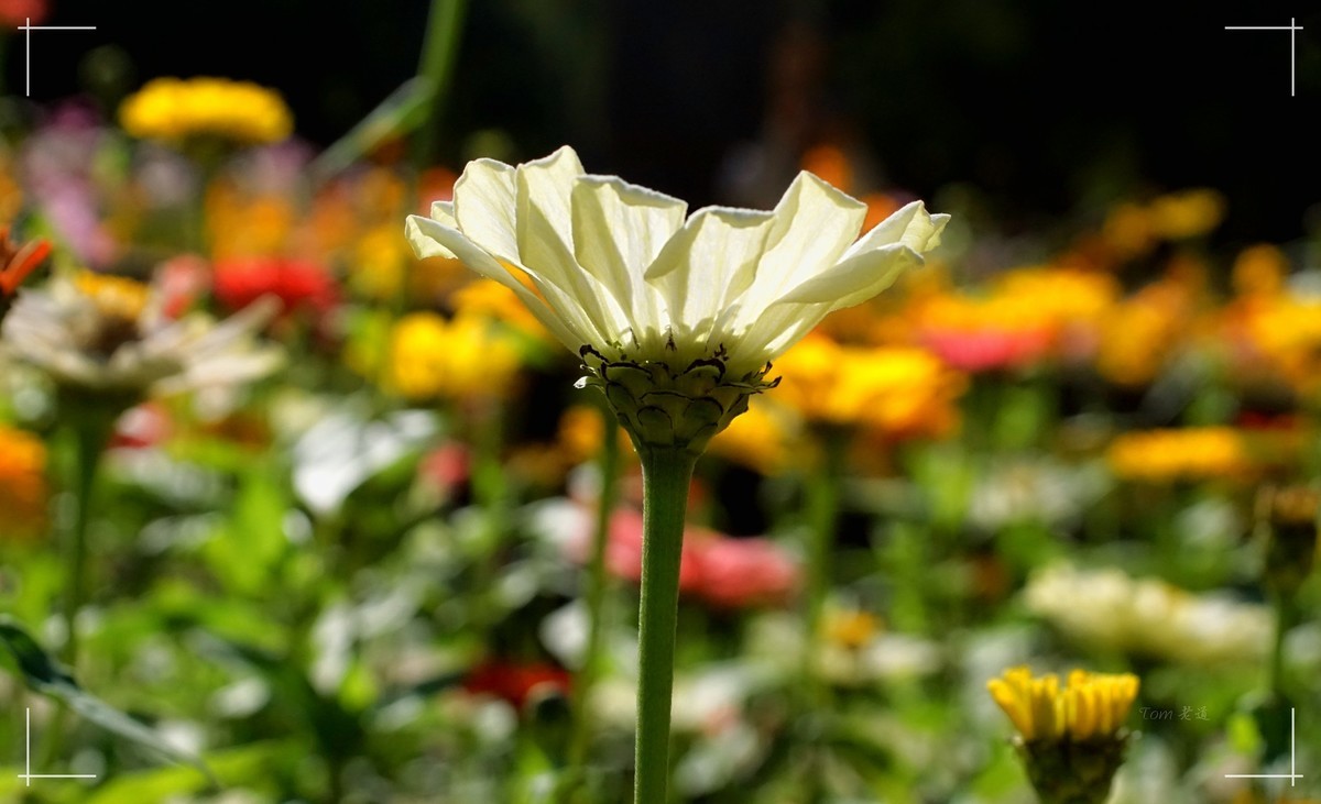 秋色斑斓 脚下留情！