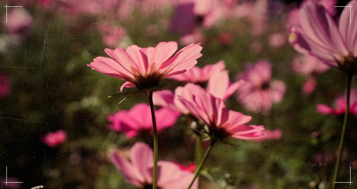 秋色斑斓 脚下留情！