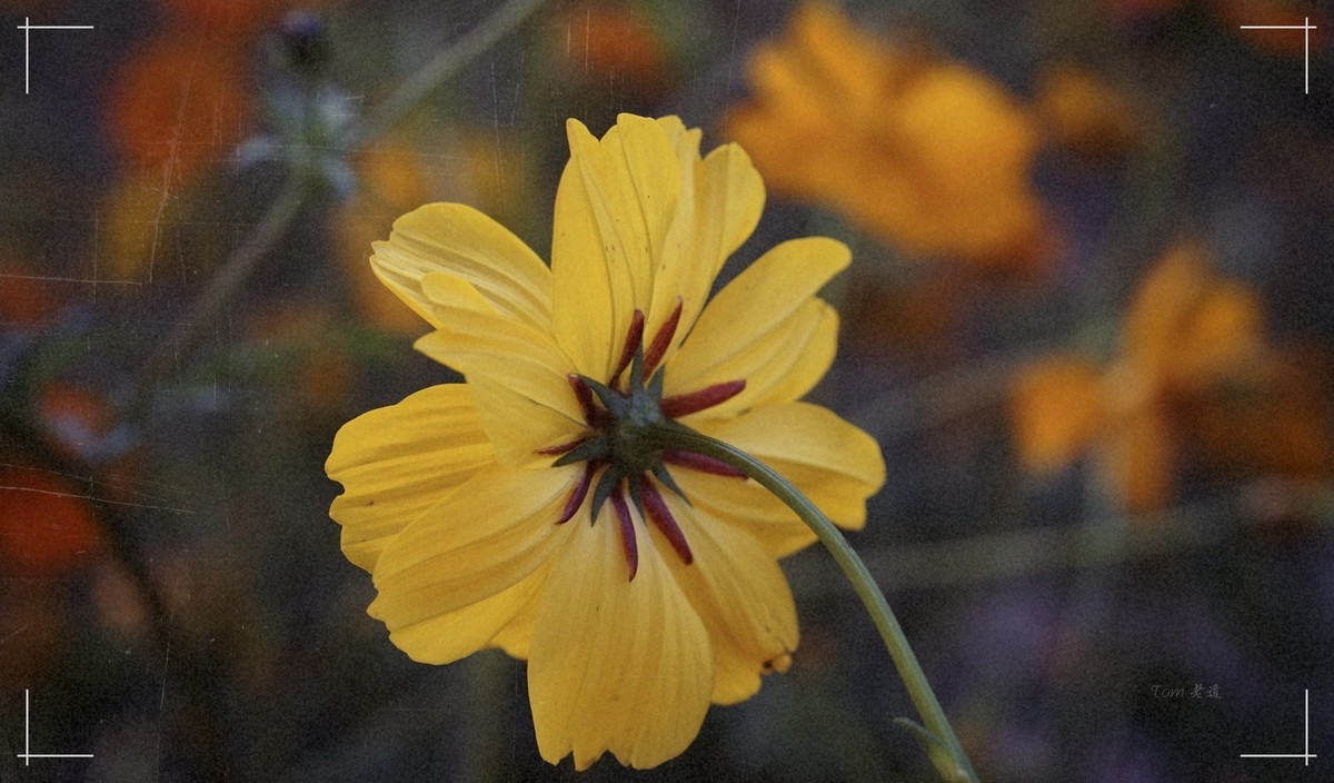 秋色斑斓 脚下留情！