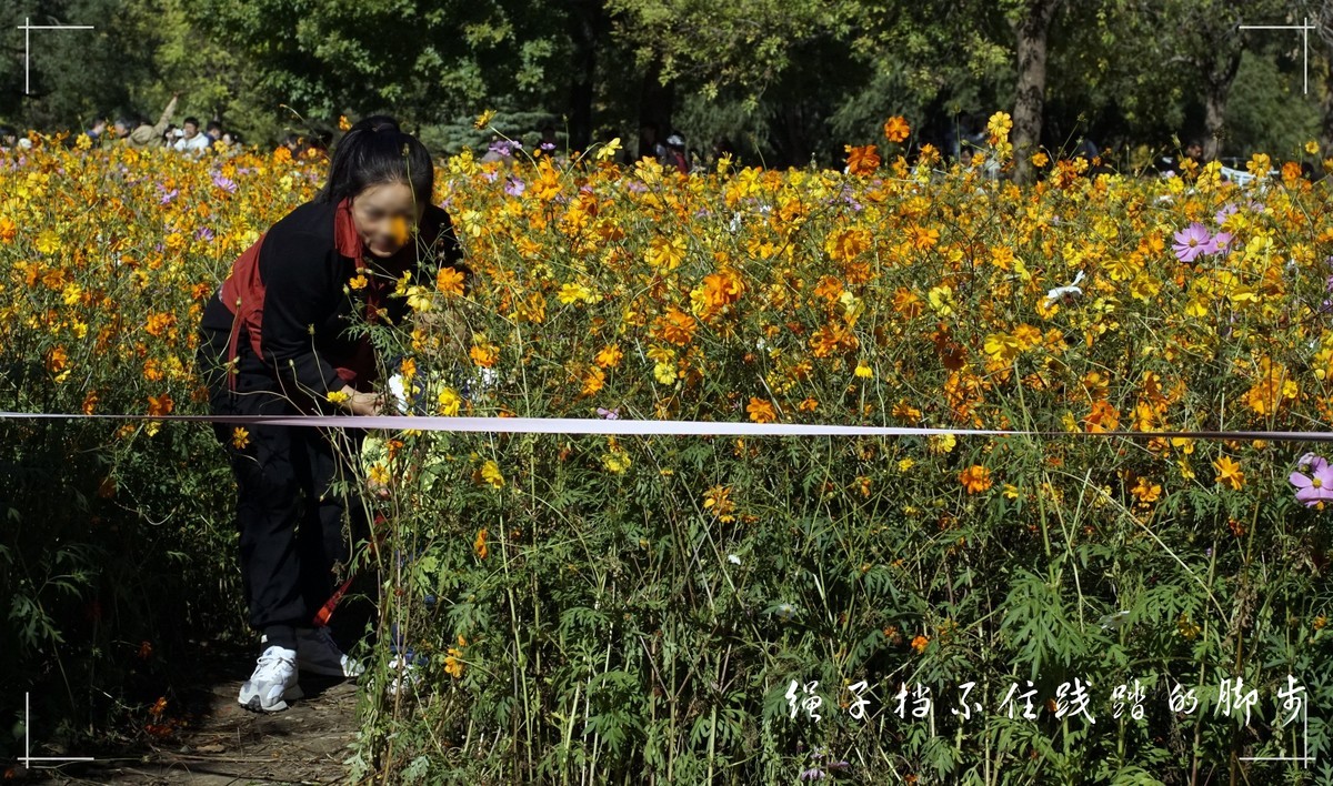 秋色斑斓 脚下留情！