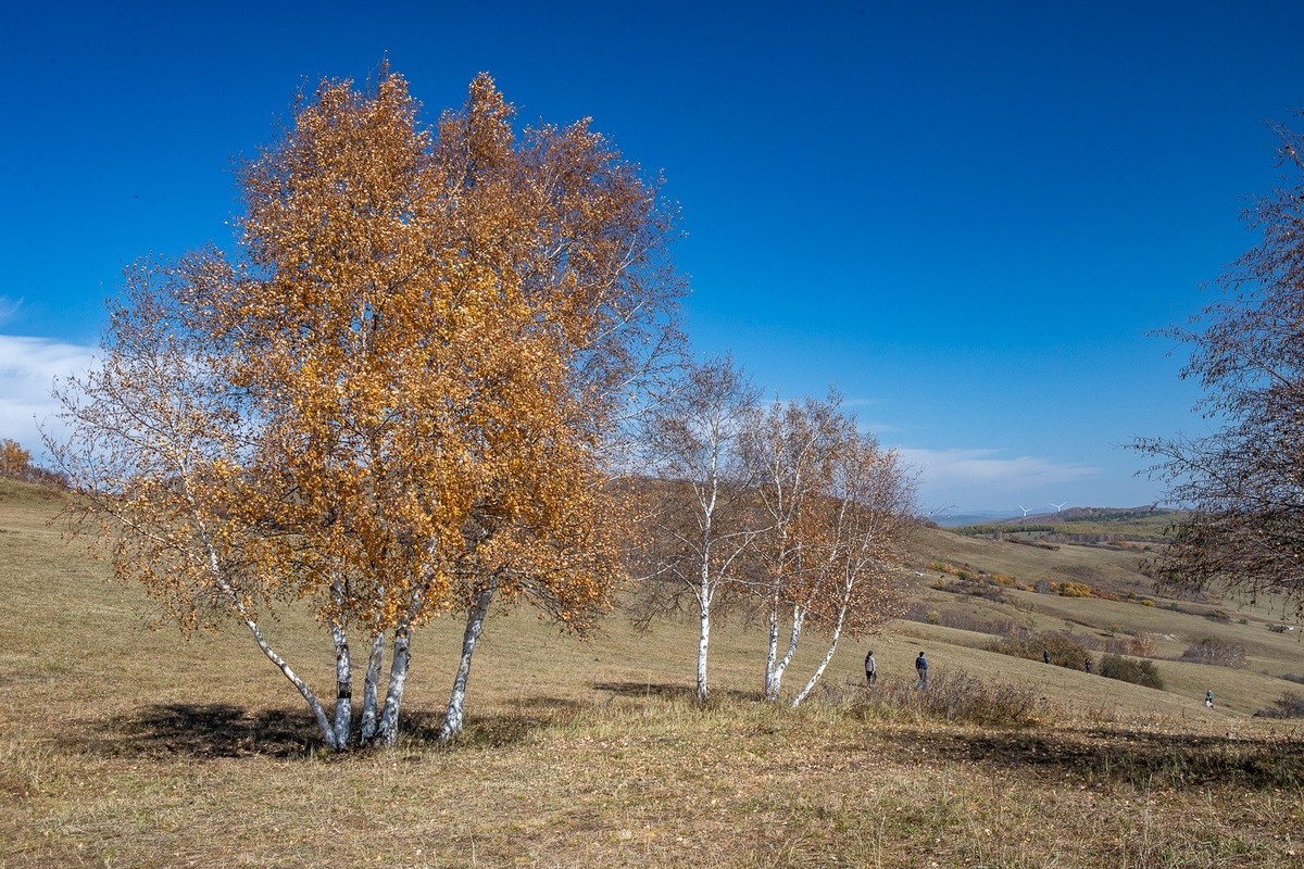 树树秋声，山山寒色。