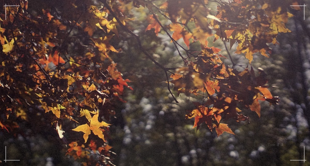 秋色斑斓 脚下留情！