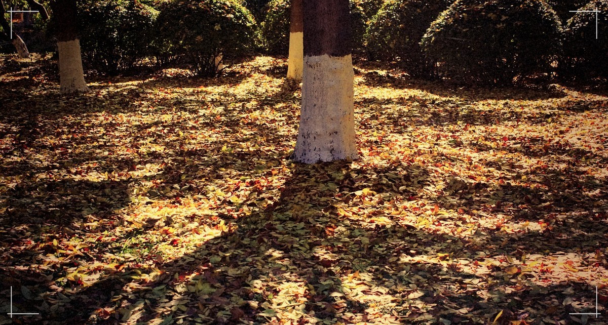 秋色斑斓 脚下留情！