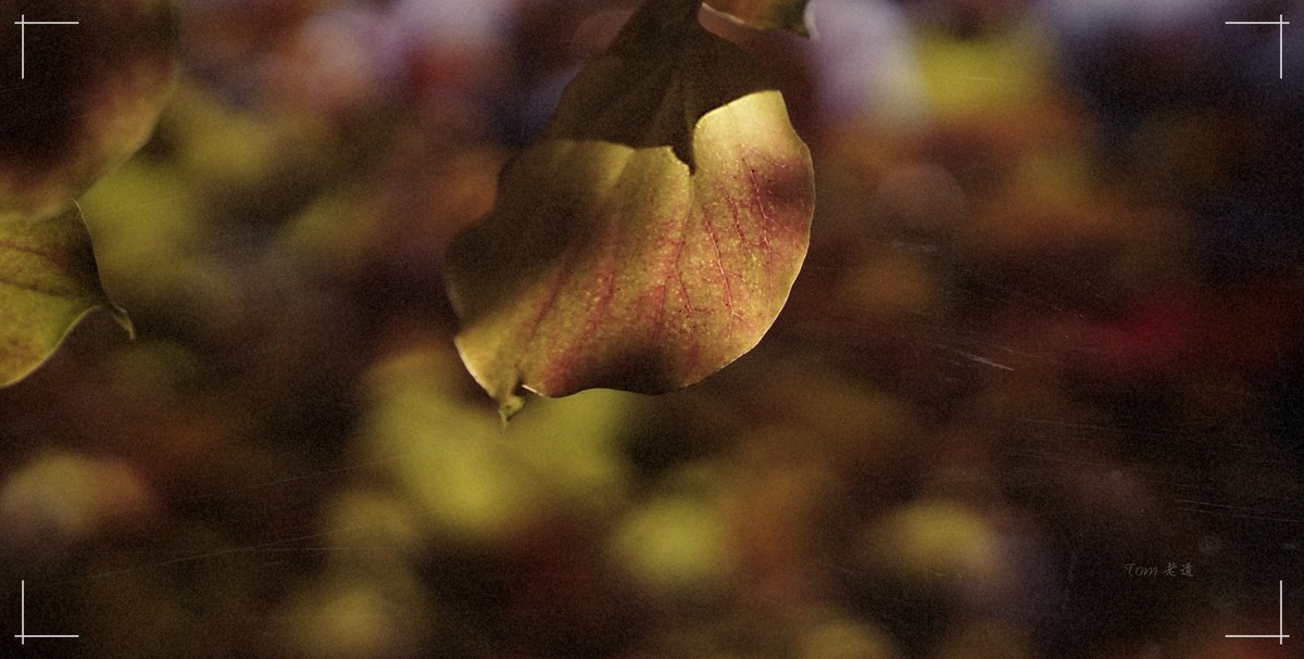 秋色斑斓 脚下留情！