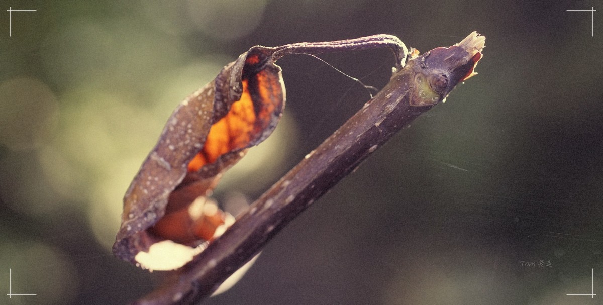 秋色斑斓 脚下留情！