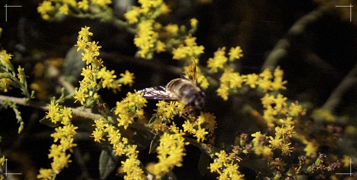 秋色斑斓 脚下留情！