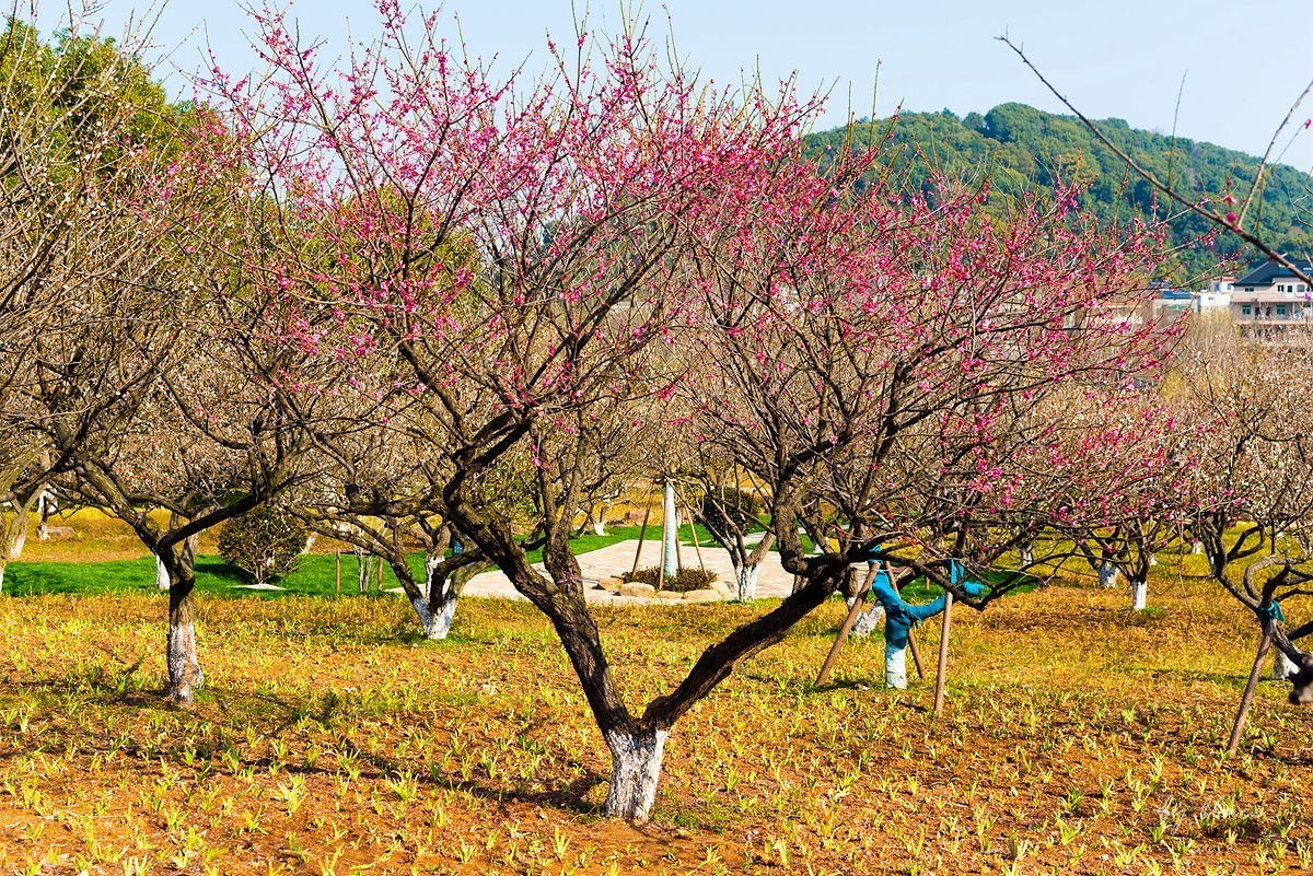 观梅胜地——杭州超山（2）