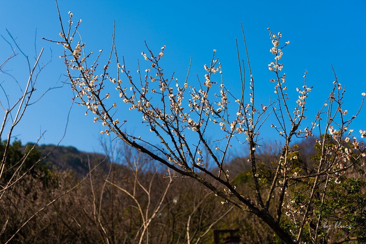 观梅胜地——杭州超山（2）