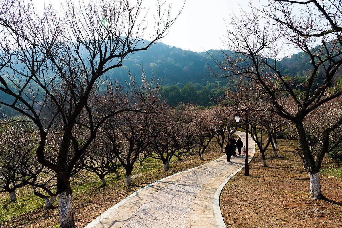 观梅胜地——杭州超山（2）