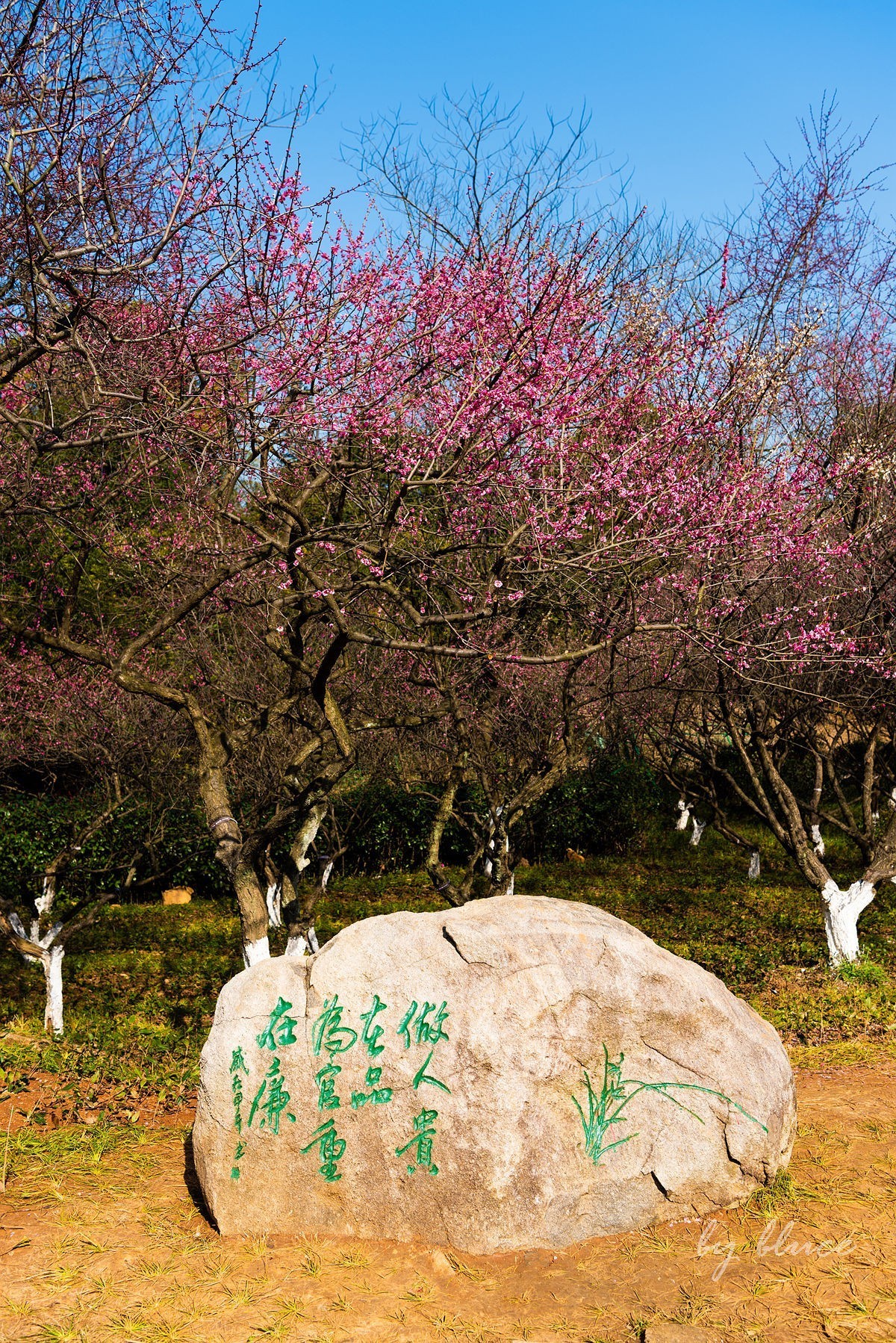 观梅胜地——杭州超山（2）