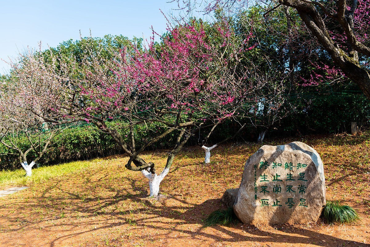 观梅胜地——杭州超山（2）