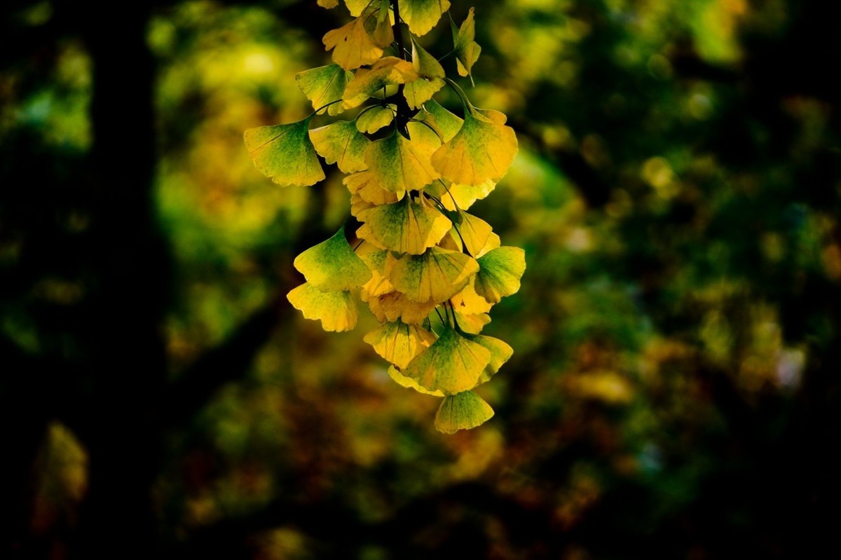 初冬——霜叶红于二月花