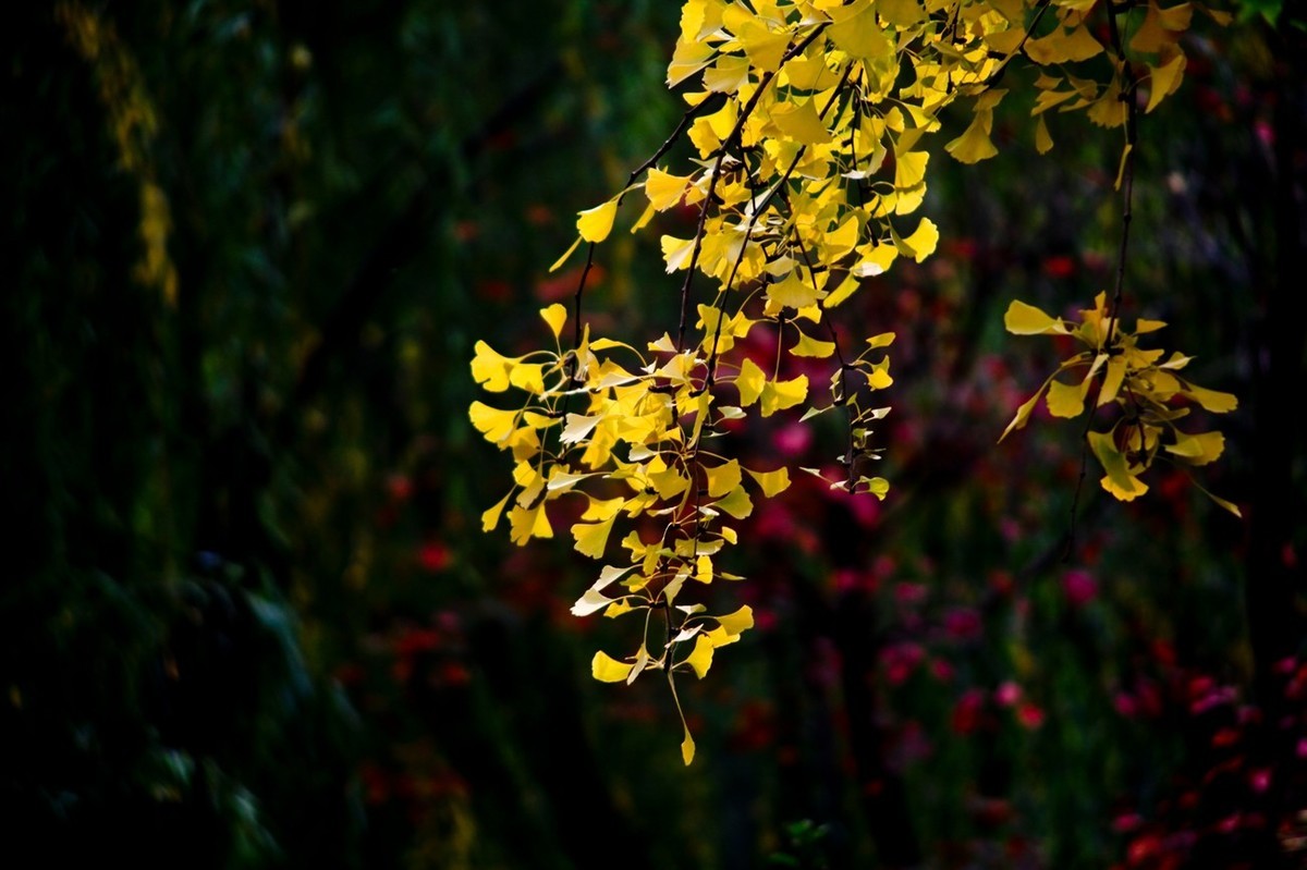 初冬——霜叶红于二月花