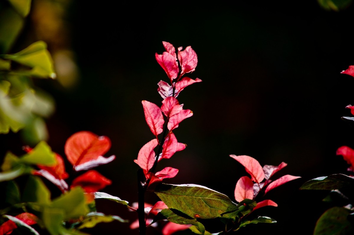 初冬——霜叶红于二月花