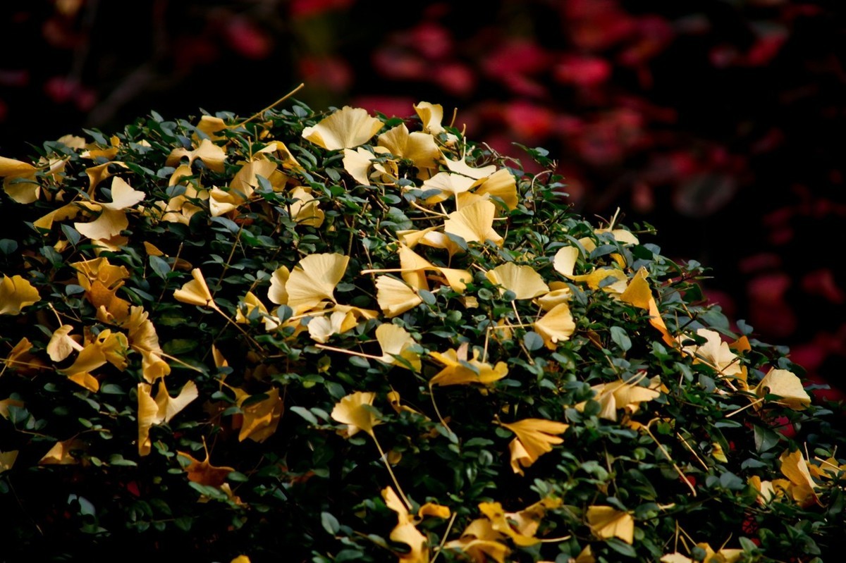 初冬——霜叶红于二月花