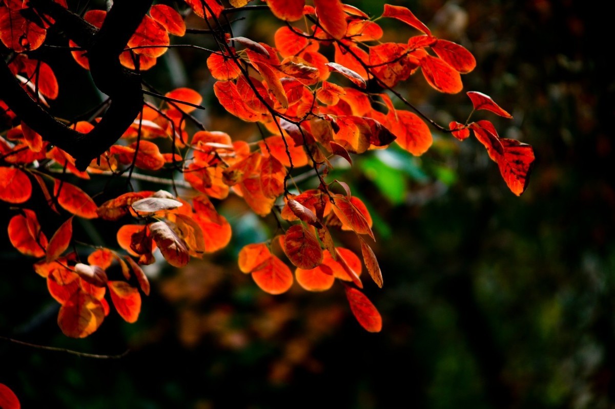 初冬——霜叶红于二月花