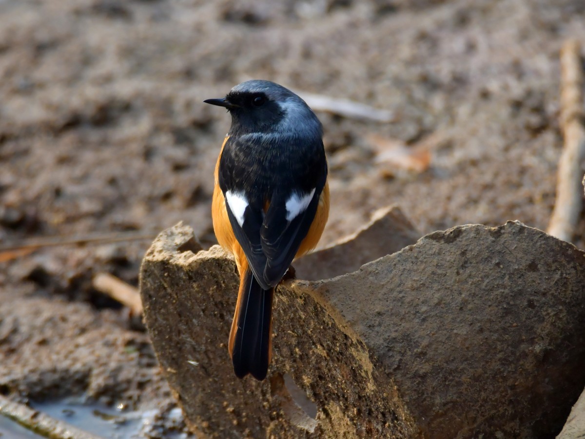 戏水的北红尾鸲