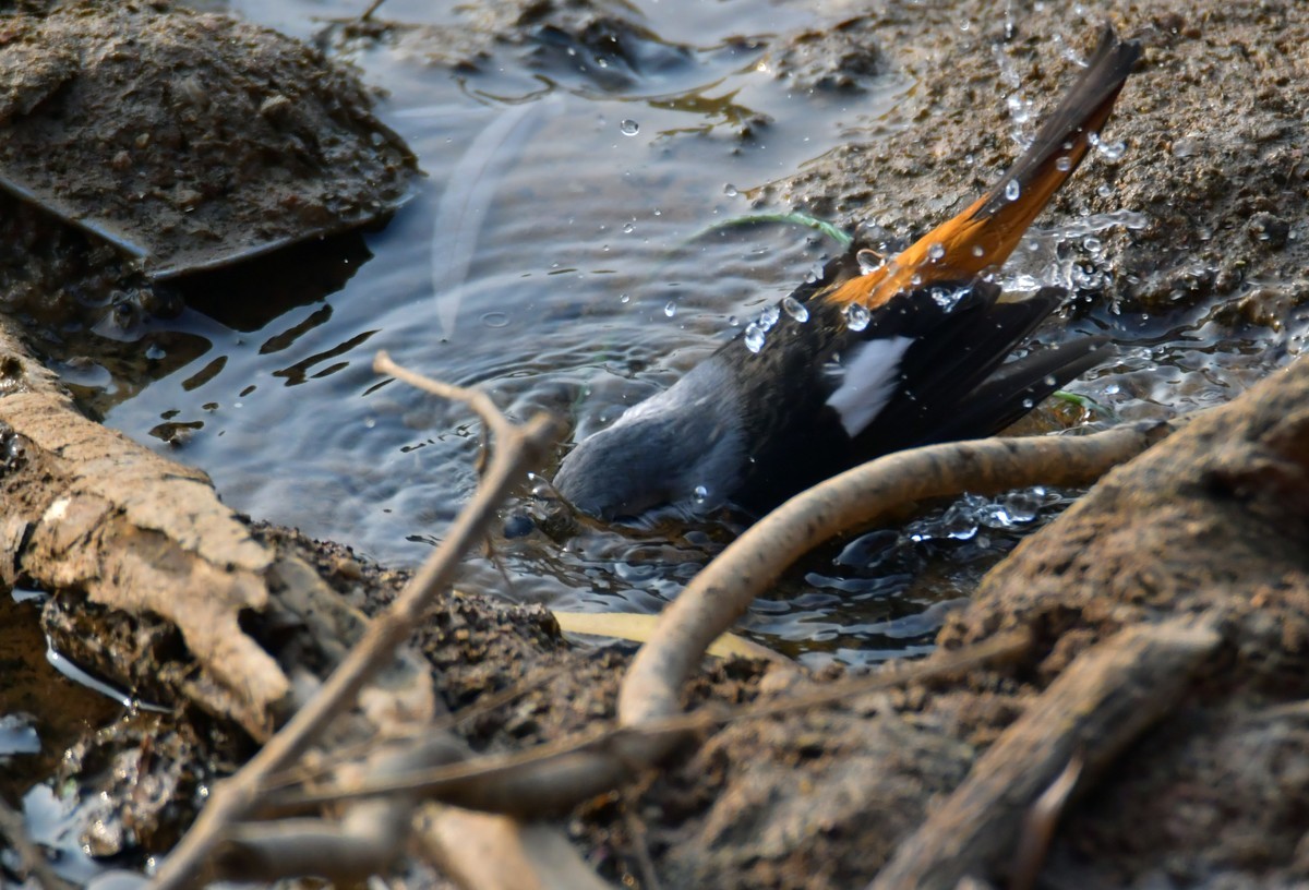 戏水的北红尾鸲