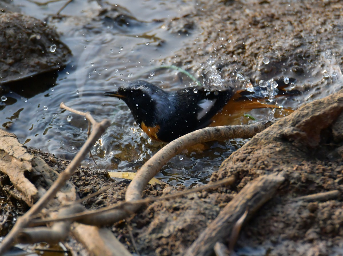 戏水的北红尾鸲