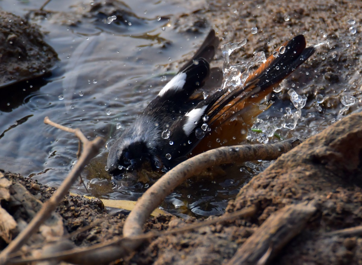 戏水的北红尾鸲