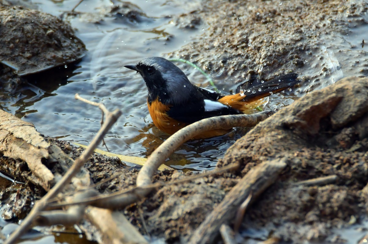 戏水的北红尾鸲