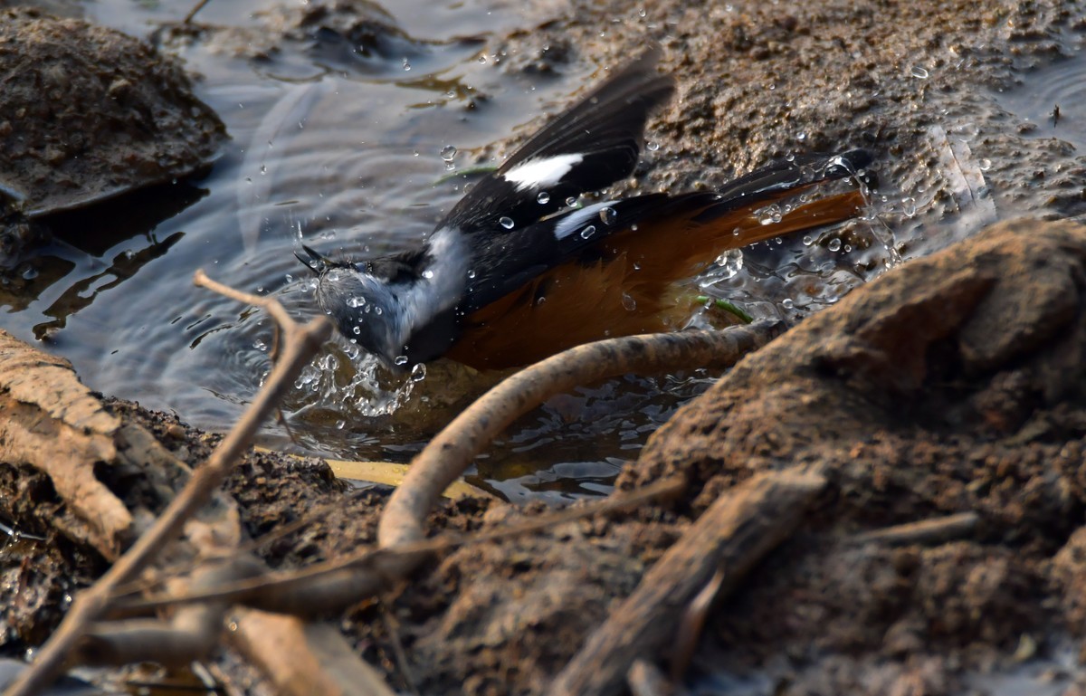 戏水的北红尾鸲