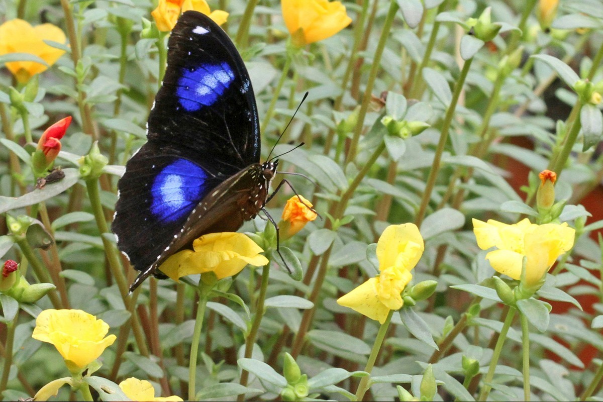微距-幻紫斑蛱蝶