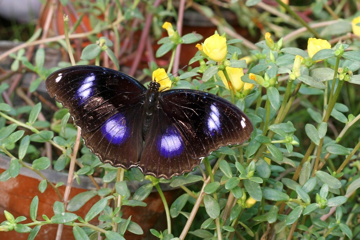 微距-幻紫斑蛱蝶