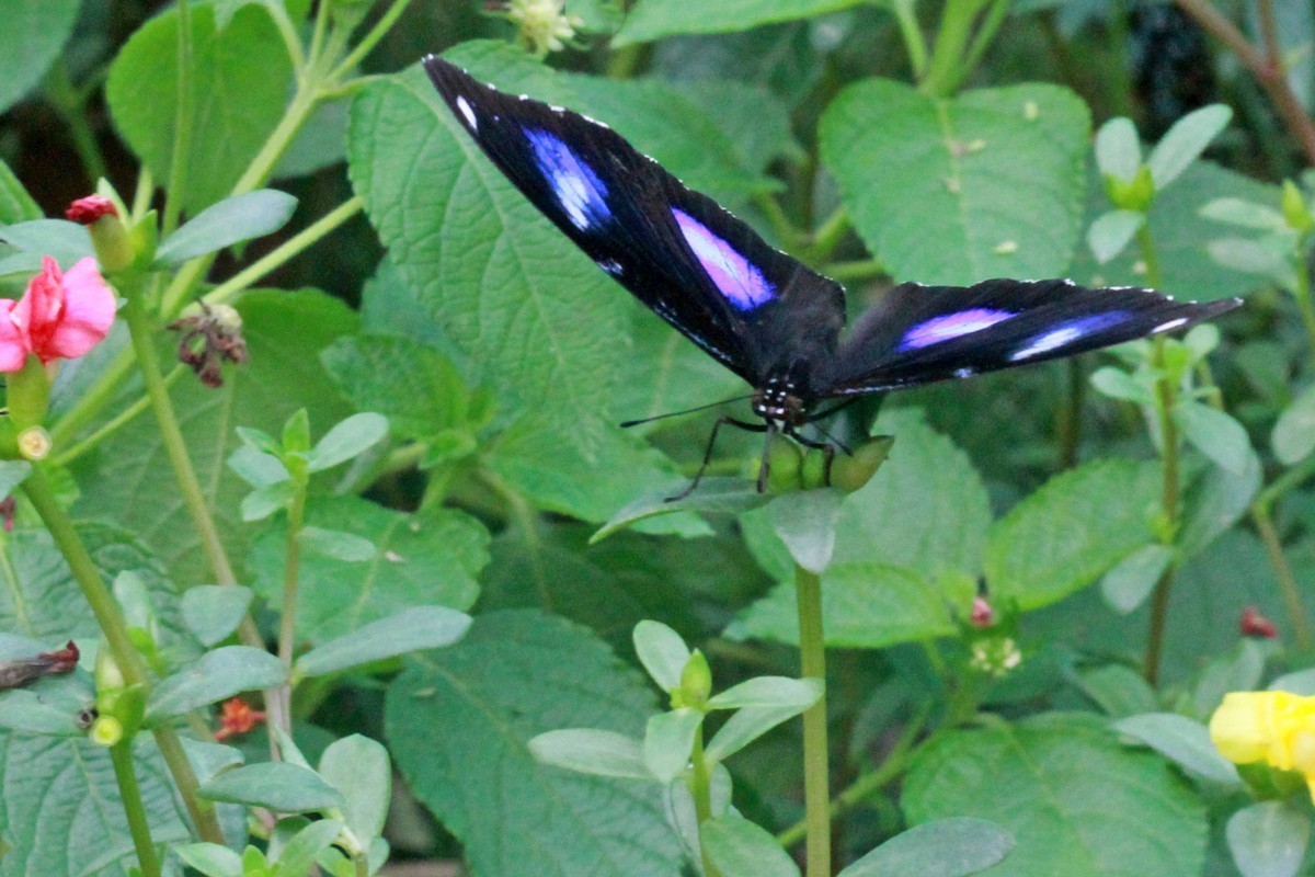 微距-幻紫斑蛱蝶