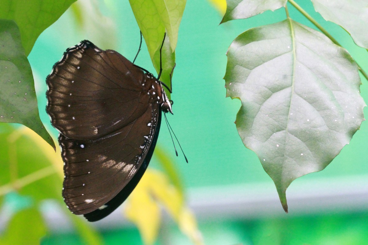 微距-幻紫斑蛱蝶
