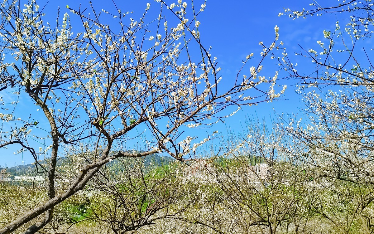 23044 ─ 公园里梅花盛放