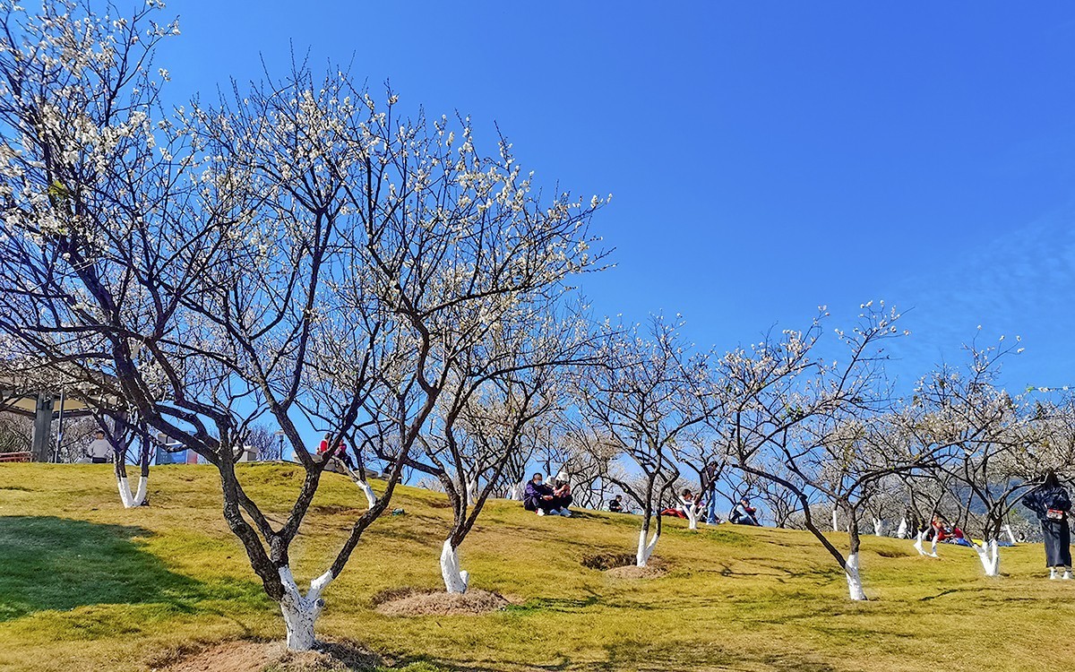 23044 ─ 公园里梅花盛放