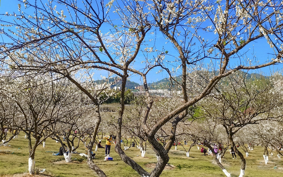 23044 ─ 公园里梅花盛放