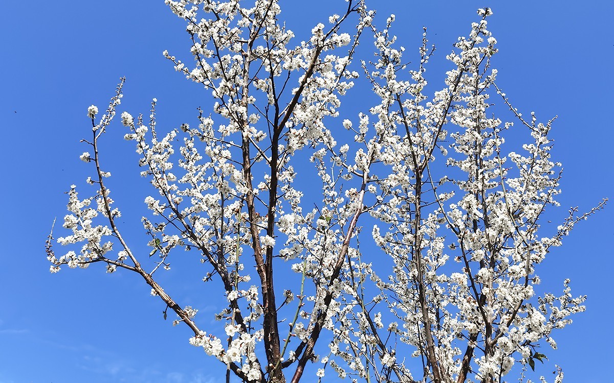 23044 ─ 公园里梅花盛放