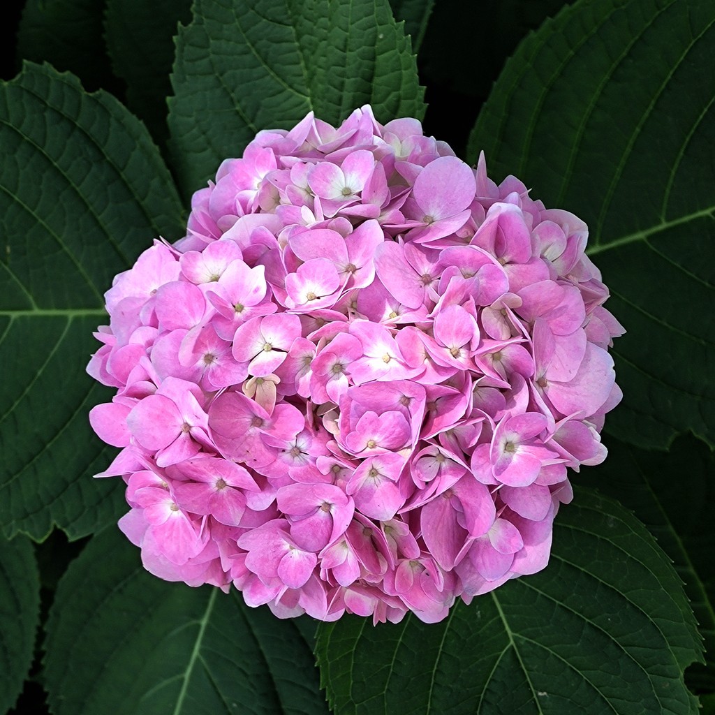 手机拍摄两片绣球花