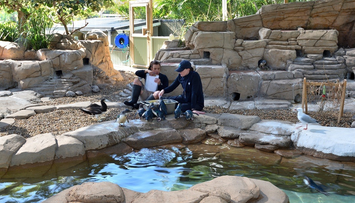 澳大利亚的黄金海岸  1/6