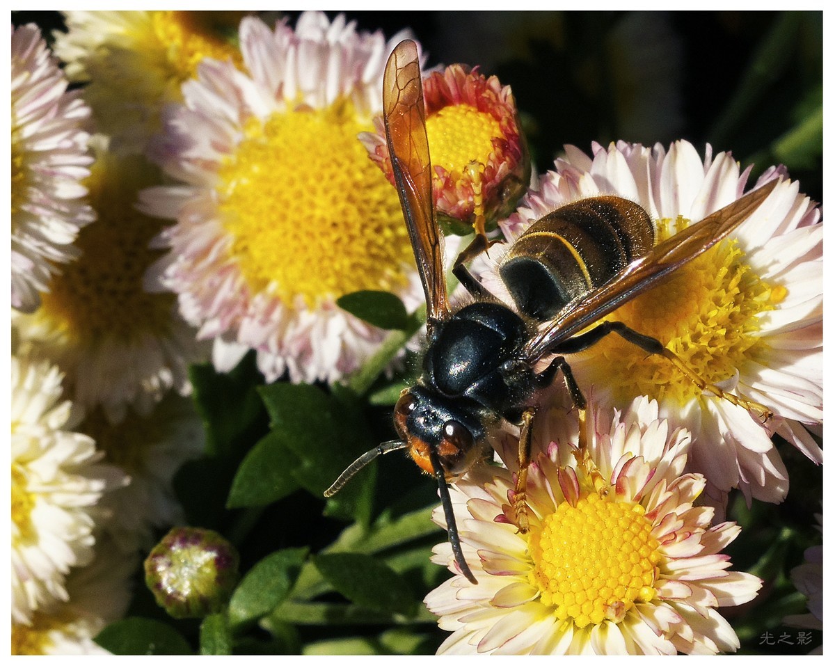 秋到深处采菊忙