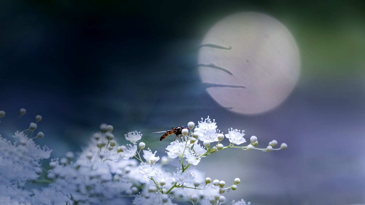 ——珍珠梅~2323（6）——