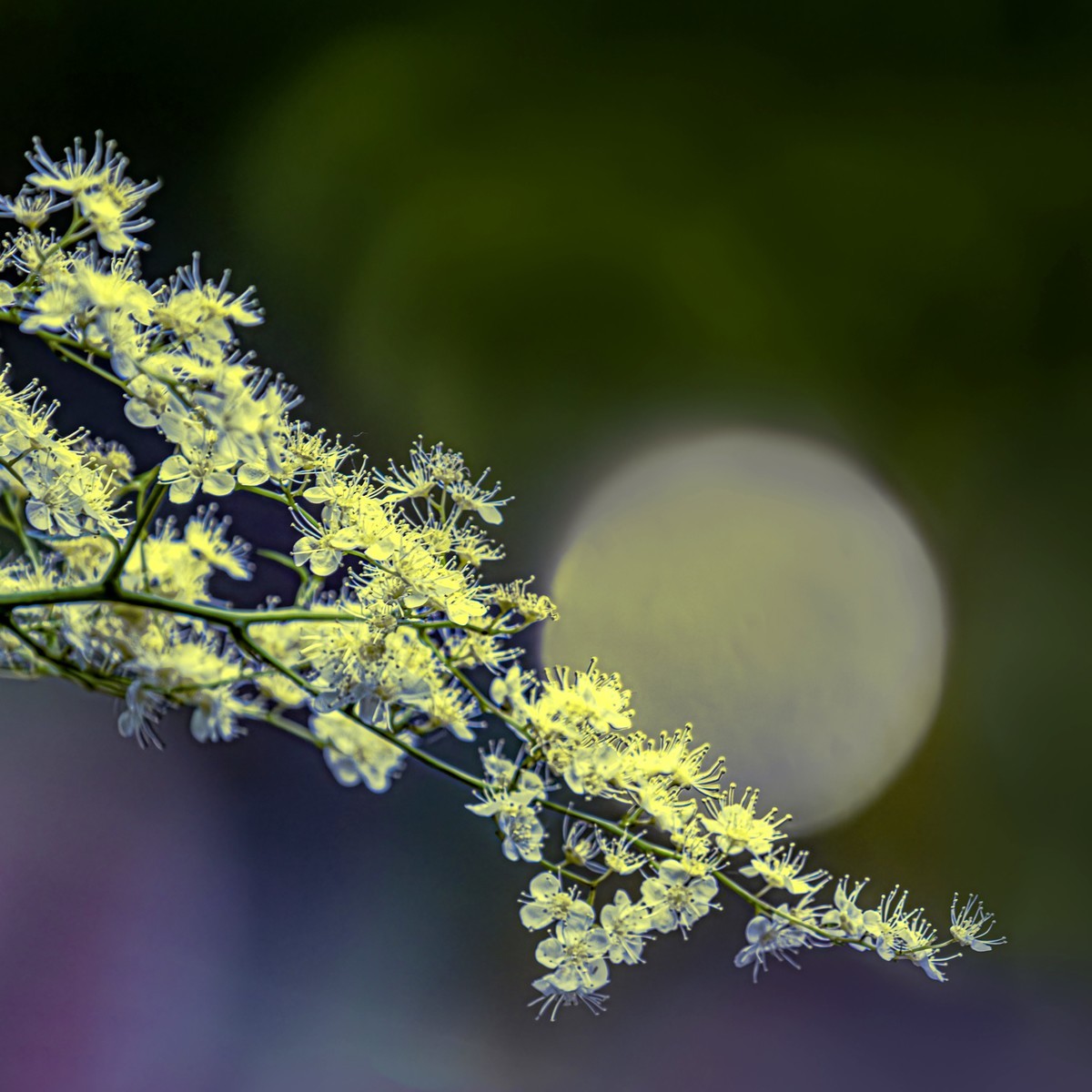 ——珍珠梅~2323（6）——