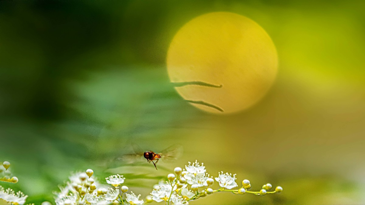 ——珍珠梅~2323（6）——